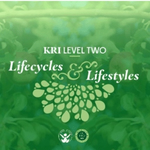 Nível 2: Relacionamentos autênticos 2025